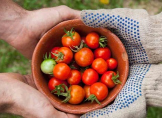 New Research Shows Tomatoes Can Treat and Prevent Cancer four hands holding a bowl of tomatos
