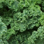 kale_medium