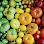 rainbow-tomatoes_medium