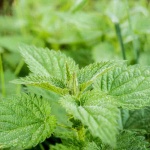 stinging-nettle_medium