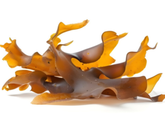 Brown Seaweed’s Amazing Anti-Cancer Effects are Scientifically Validated