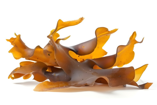 Brown Seaweed’s Amazing Anti-Cancer Effects are Scientifically Validated